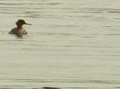 Repaso marisma esperando mañana