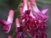 Arvejilla (Vicia nigricans)