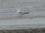 Gaviotas, sabor invernal
