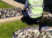 Secuestran truchas pescadas transportadas ilegalmente