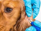 Erliquiosis canina, enfermedad puede mortal para perro
