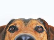 Motivación canina: leer perros ayuda niños continuar lectura