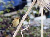 Pioyinos tolos llaos