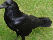 cuervos mucho inteligentes pensamos