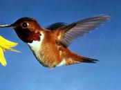 colibríes gourmets cuidan línea