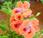 Geranios Pelargonium