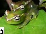 Paraíso está Madagascar