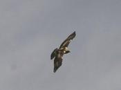 Águila calzada