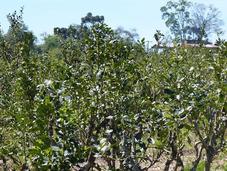 'Yerba mate'