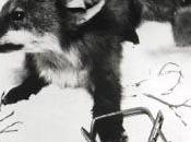 Cuando animales eran alimañas