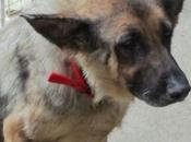 Reina, huesos, necesita ayuda para recuperarse. (Córdoba)