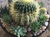 Cómo cuidar cactus miniatura