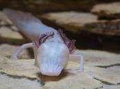 salamandra ciega Texas, habitante oscuridad perpetua