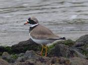 Desplazamientos locales