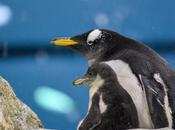 Loro Parque recibe dando bienvenida varias crías pingüino diferentes especies
