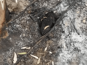 Denuncian quemaron perrito vivo colonia Progreso