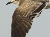 Gaviota guanaguanare santoña