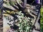 Video: Sierra Miguelito sigue recuperando