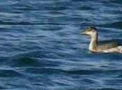 Somormujo cuellirrojo colindres