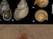 Nuevo género gasterópodo cuevas Irán