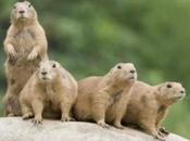 Perritos Pradera