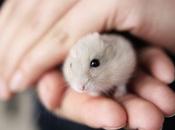 Hamster Chino