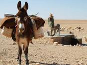 Podcast: Corredor Mediterráneo burros contrabandistas