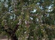 agua lluvia para riego (parte