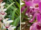 Orquídeas para casa