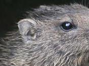 Marmota República Dominicana