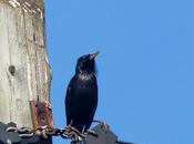 estornino sedentario