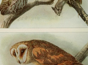 150.000 ilustraciones botánicas animales Biblioteca Patrimonio Biodiversidad