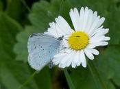 Mariposas adelantadas