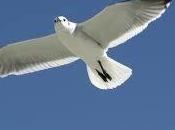 Animarse Volar