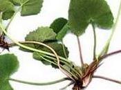 Centella asiática excelente para varices,reumatismo,diábeticos