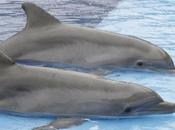 Terapia delfines para niños autistas