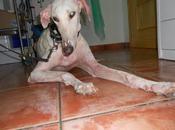 Elur mama galga abandonada bebe hodei superviviente, adopción.