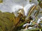 Nuevas ranitas