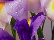 hermosos Iris Lirios