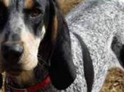 Bluetick Coonhound