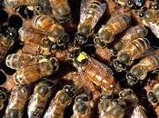 Marcado abejas reina