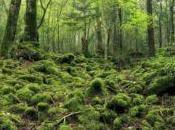 Aokigahara, siniestro bosque suicidio