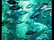 Peces casi enmarcados