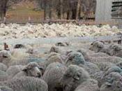 Piden renuncia funcionaria acusada robar ovejas Pilcaniyeu
