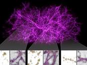 pequeño hongo puede ayudar explicar estructuras grandes Universo