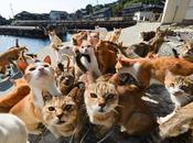 isla gatos.