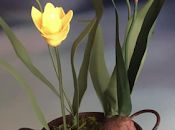 Composiciones Flores