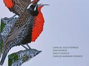 Manual Ilustrado Aves Patagonia