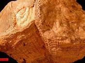 parecen cortos días? Hace millones años duraba 23.5 horas