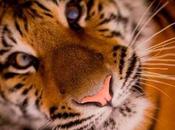 Soñar tigres